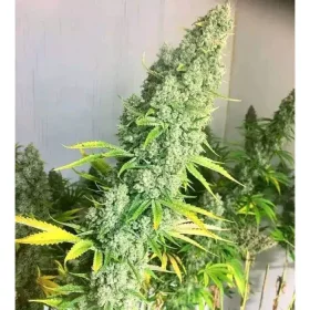 Growers Choice Original Oreoz 3+1 feminisierte Samen