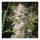 Growers Choice Original Oreoz - 3 feminisierte Samen