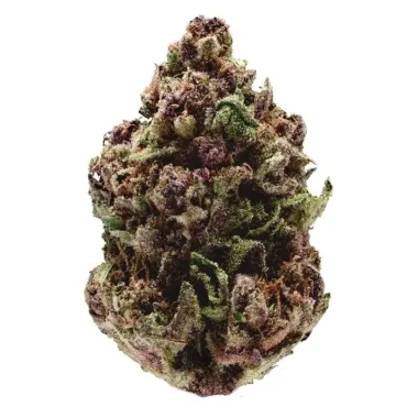 Growers Choice Pink Magic Fast Version - 3 feminisierte...