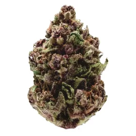 Growers Choice Pink Magic Fast Version 3+1 feminized seeds