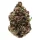 Growers Choice Pink Magic Fast Version 3+1 feminisierte Samen