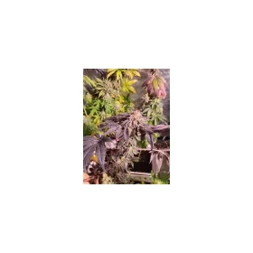 Growers Choice Purple Dosi Punch - 3 feminisierte Samen