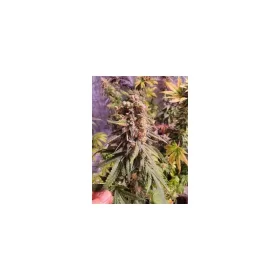 Growers Choice Purple Dosi Punch - 3 feminisierte Samen