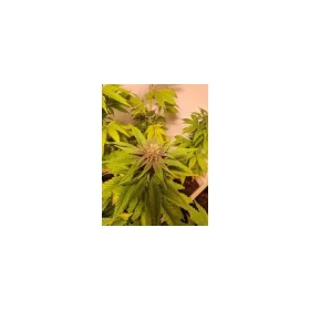 Growers Choice Purple Dosi Punch - 3 feminisierte Samen