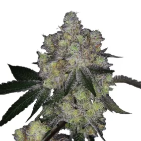 Growers Choice Purple Dosi Punch 3+1 feminized seeds