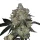 Growers Choice Purple Dosi Punch - 3 feminisierte Samen