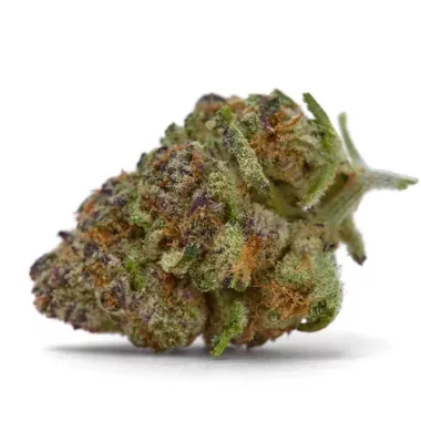 Growers Choice Purple Sunset - 3 feminisierte Samen