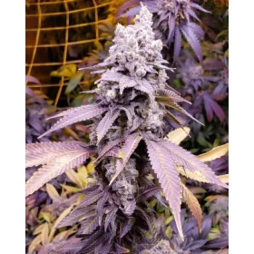 Growers Choice Purple Sunset 3+1 feminized seeds