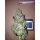 Growers Choice Purple Sunset 3+1 feminisierte Samen