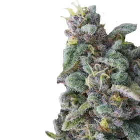 Growers Choice Rainbow Candy 3+1 feminisierte Samen