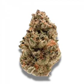 Growers Choice Rainbow Candy 3+1 feminized seeds