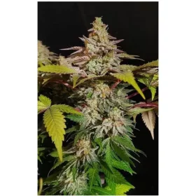 Growers Choice Rainbow Candy 3+1 feminisierte Samen