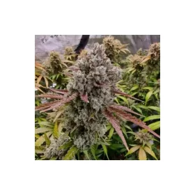 Growers Choice Rainbow Runtz 3+1 feminized seeds