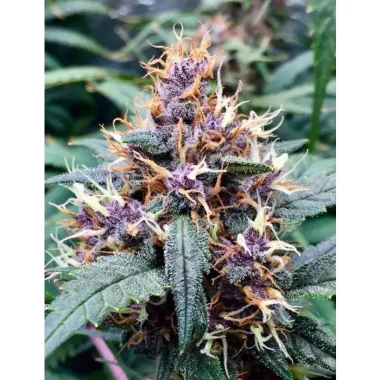 Growers Choice Red Banana Berry 3+1 feminisierte Samen