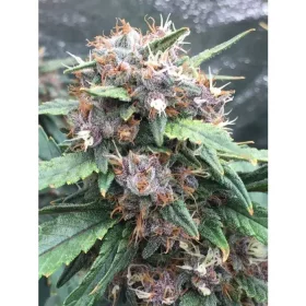 Growers Choice Red Banana Berry 3+1 feminisierte Samen