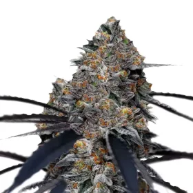 Growers Choice San Fernando Valley x The Purps 3+1 feminized seeds