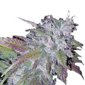 Growers Choice Silvergrape Sherbet 3+1 feminisierte Samen