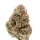 Growers Choice Silvergrape Sherbet 3+1 feminisierte Samen