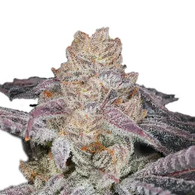 Growers Choice Sour Zkittlez - 3 feminized seeds