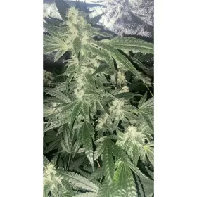 Growers Choice Sour Zkittlez - 3 feminisierte Samen