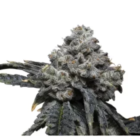 Growers Choice Tangie Punch 3+1 feminisierte Samen