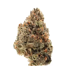 Growers Choice Tangie Punch 3+1 feminized seeds