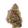 Growers Choice Tangie Punch 3+1 feminisierte Samen