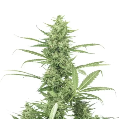 Growers Choice The Real Amnesia 3+1 feminisierte Samen