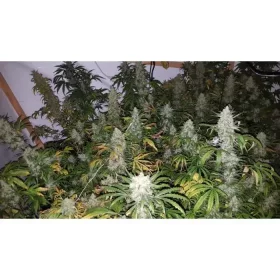 Growers Choice The Real Amnesia 3+1 feminisierte Samen