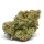 Growers Choice The Real Amnesia 3+1 feminisierte Samen