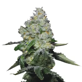 Growers Choice Tropical Cookies 3+1 feminized seeds