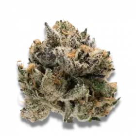 Growers Choice Tropical Cookies 3+1 feminized seeds