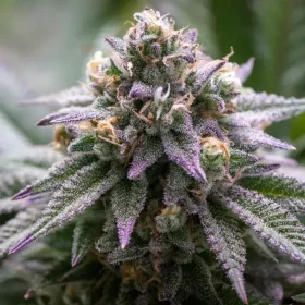 Growers Choice Ultra Violet GMO 3+1 feminized seeds