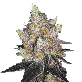 Growers Choice Watermelon Punch 3+1 feminisierte Samen