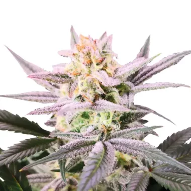 Growers Choice Watermelon Weddingcake 3+1 feminisierte Samen