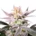 Growers Choice Watermelon Weddingcake 3+1 feminisierte Samen