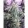 Growers Choice Watermelon Weddingcake 3+1 feminisierte Samen