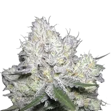 Growers Choice Weddingcake x Frosty Gelato 3+1...