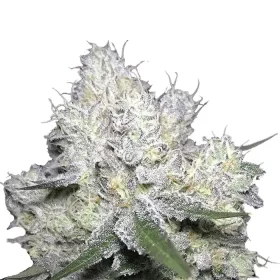 Growers Choice Weddingcake x Frosty Gelato 3+1 feminized seeds