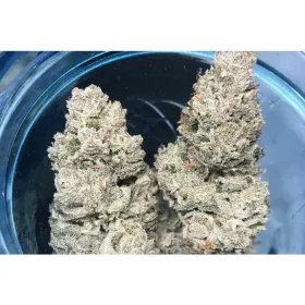 Growers Choice Weddingcake x Frosty Gelato 3+1 feminisierte Samen