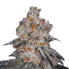 Growers Choice White Fire Gelato 3+1 feminized seeds