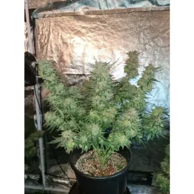 Growers Choice White Fire Gelato 3+1 feminisierte Samen