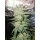 Growers Choice White Fire Gelato 3+1 feminisierte Samen