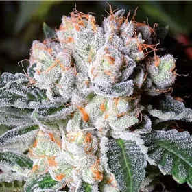 Growers Choice White Fire OG 3+1 feminisierte Samen