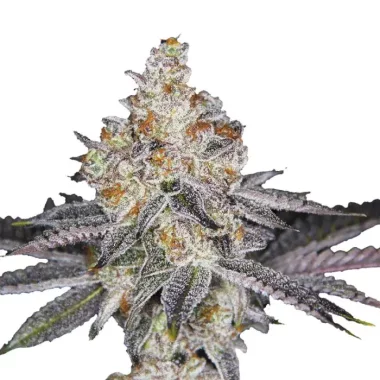 Growers Choice Wifi Punch 3+1 feminisierte Samen