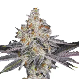 Growers Choice Wifi Punch 3+1 feminized seeds