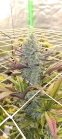 Growers Choice Platinum Mimosa Cookies AUTOFLOWER 3+1 automated seeds