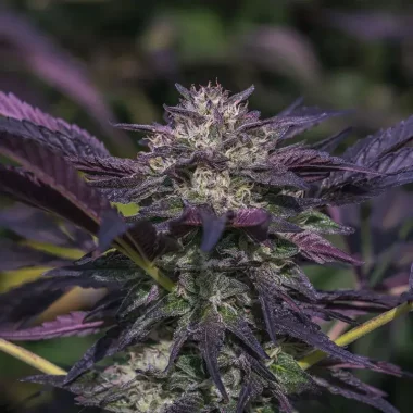 Growers Choice Blue Diesel AUTOFLOWER 3+1 automatisierte...