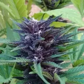 Growers Choice Blue Diesel AUTOFLOWER 3+1 autoflowering Samen