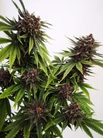 Growers Choice Blue Diesel AUTOFLOWER 3+1 automatisierte Samen